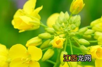 芸苔素 芸苔