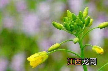 芸苔素 芸苔