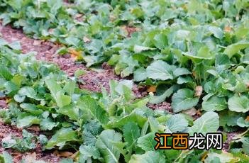 芸苔素 芸苔