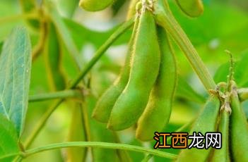 大豆 大豆油期货价格最新行情