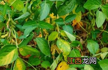 大豆 大豆油期货价格最新行情