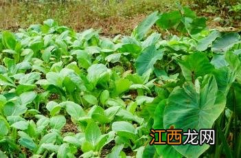 芋头怎样做好吃又简单 芋