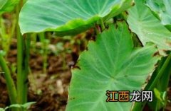 芋头怎样做好吃又简单 芋