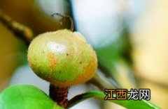 油茶的做法 油茶