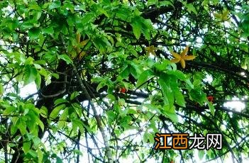 假苹婆 假苹婆果实可以吃吗