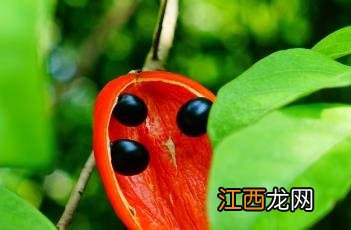 假苹婆 假苹婆果实可以吃吗