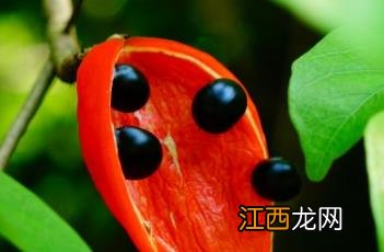 假苹婆 假苹婆果实可以吃吗