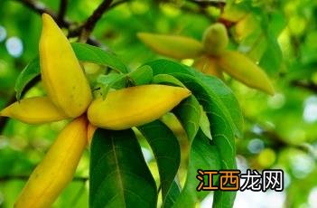 假苹婆 假苹婆果实可以吃吗