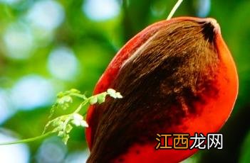 假苹婆 假苹婆果实可以吃吗