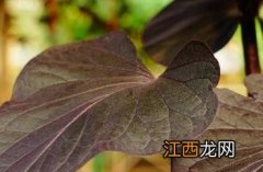 紫叶甘薯 紫叶甘薯菜