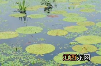 芡实 芡实图片