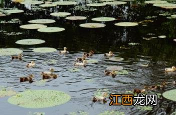 芡实 芡实图片