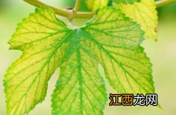 啤酒花是什么东西 啤酒花