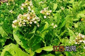 烟草 烟草价格