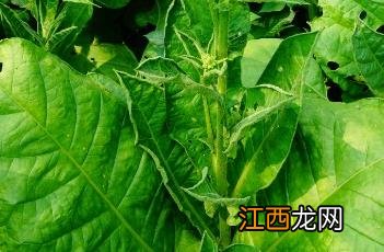 烟草 烟草价格