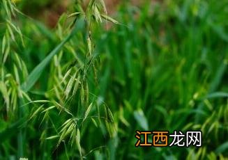 野燕麦的图片 野燕麦