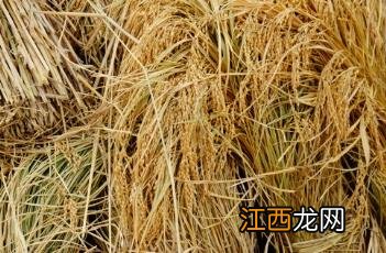 大米的执行标准哪个好 大米