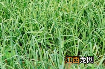 韭葱和大葱的区别 韭葱