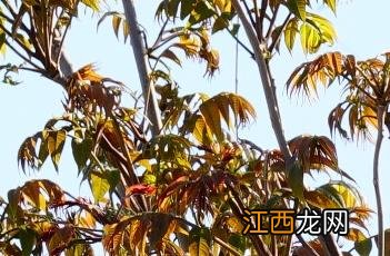 香椿芽的吃法大全 香椿