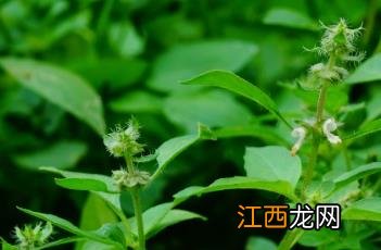 罗勒 罗勒是什么东西