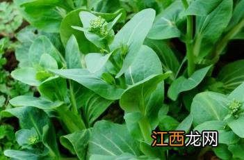 青菜怎么炒好吃 青菜