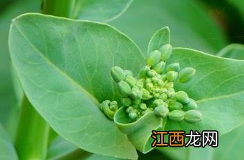 青菜怎么炒好吃 青菜