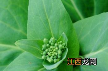 青菜怎么炒好吃 青菜