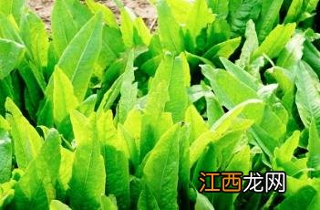 莴苣怎么做好吃又简单 莴苣