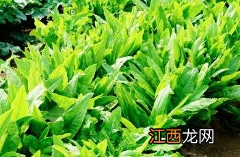 莴苣怎么做好吃又简单 莴苣