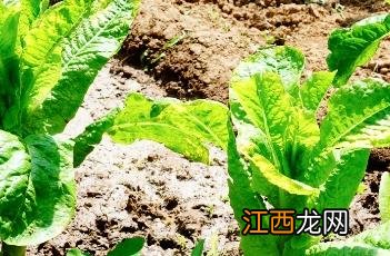 莴笋 莴笋图片