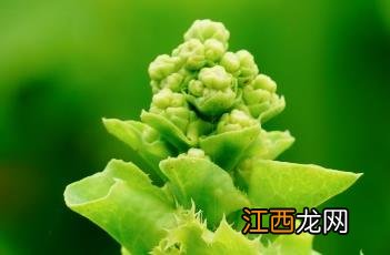 生菜的10种家常做法 生菜