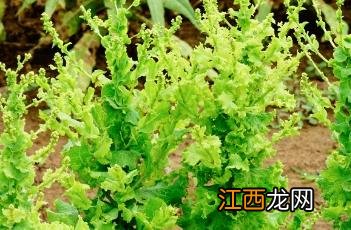 生菜的10种家常做法 生菜