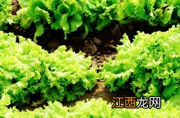 生菜的10种家常做法 生菜