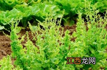 生菜的10种家常做法 生菜