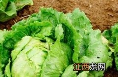 结球生菜 结球生菜可以生吃吗