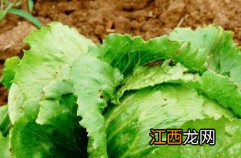 结球生菜 结球生菜可以生吃吗