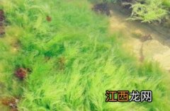 浒苔 浒苔怎么读