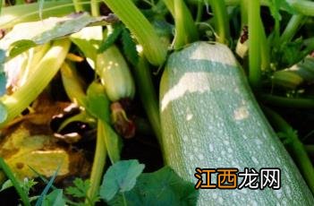 西葫芦怎么切成菱形块 西葫芦