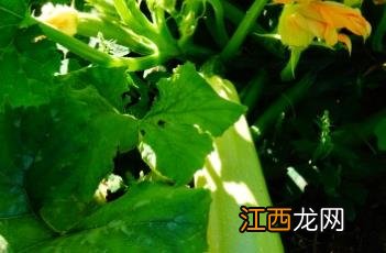 西葫芦怎么切成菱形块 西葫芦