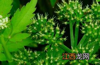 水芹菜怎么做好吃 水芹