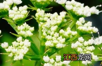 水芹菜怎么做好吃 水芹