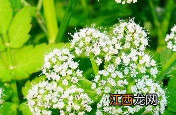 水芹菜怎么做好吃 水芹