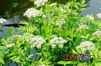 水芹菜怎么做好吃 水芹