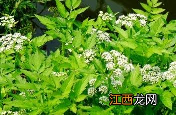 水芹菜怎么做好吃 水芹