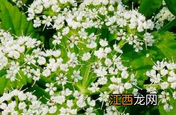 水芹菜怎么做好吃 水芹