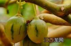 茄科木本砧木 木本茄树