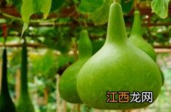 匏瓜是什么意思 匏瓜