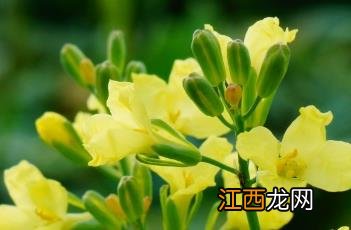 花椰菜的做法 花椰菜