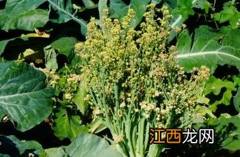 花椰菜的做法 花椰菜