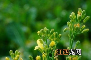 花椰菜的做法 花椰菜